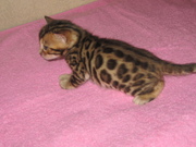 Питомник бенгальских кошек