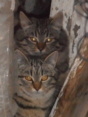 Дві кішечки чекають на хороших і чуйних хазяїв