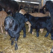 ФГ продає вівці гісарської породи,  кози,  цапок,  баран